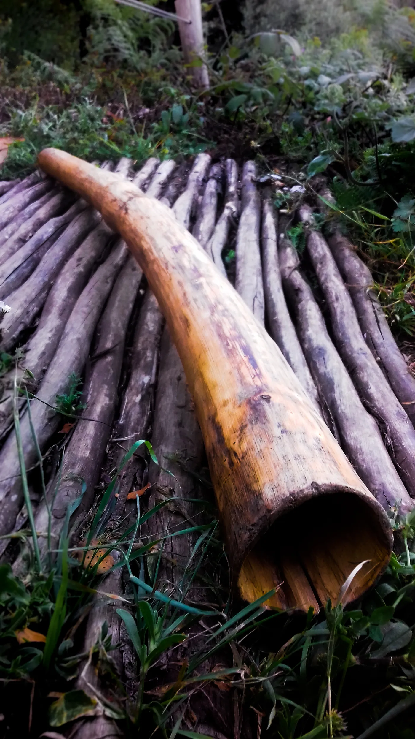 Didgeridoo hollowed out of a trunk